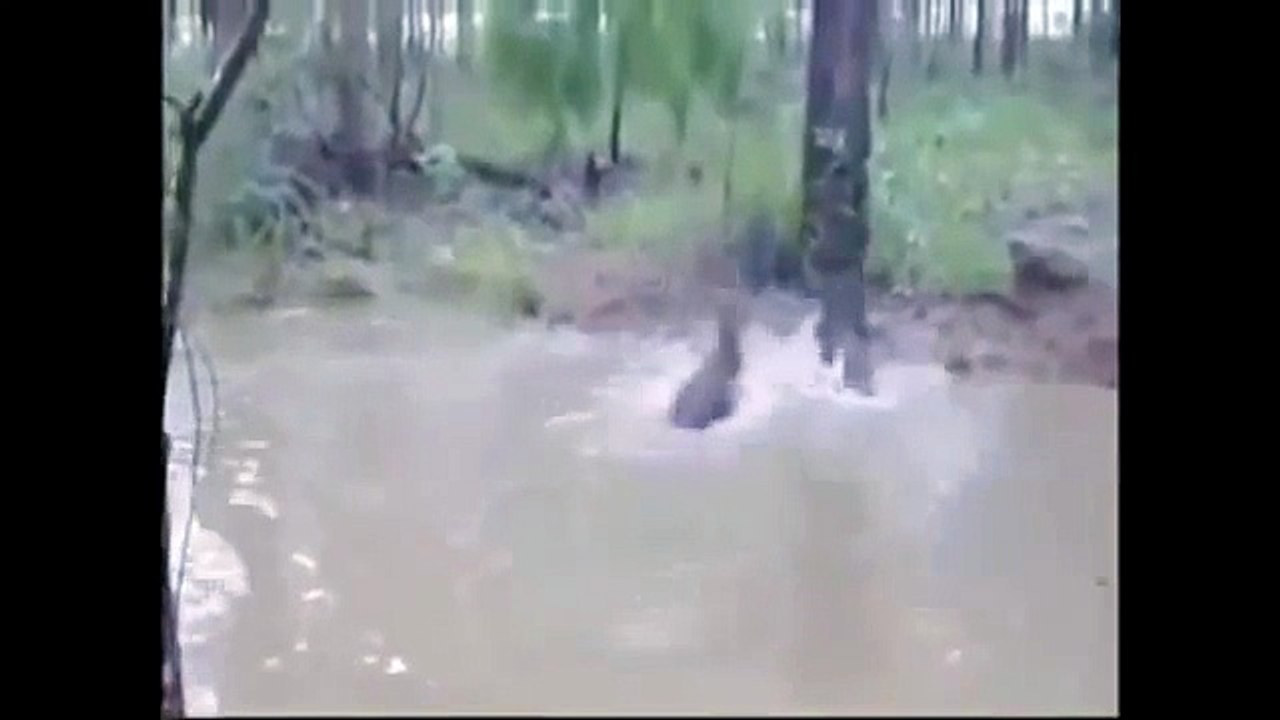 lion tiger bear attack Fight Lions Attack a Buffalo