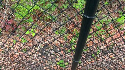 SML Movie: Bowser Junior Gets Rabies!