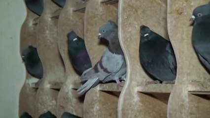 Golubarstvo u BiH, Hrvatskoj, CG i Srbiji (2/2)