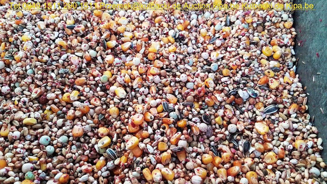 KULBACKI TAJEMNICĘ NATURA SECRETS OF NATURE