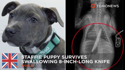 Pit bull puppy swallows 8-inch-long knife and survives