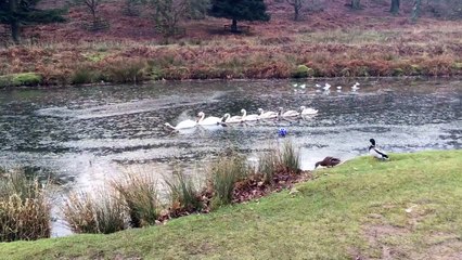 Un cygne fait le brise-glace pour sa famille
