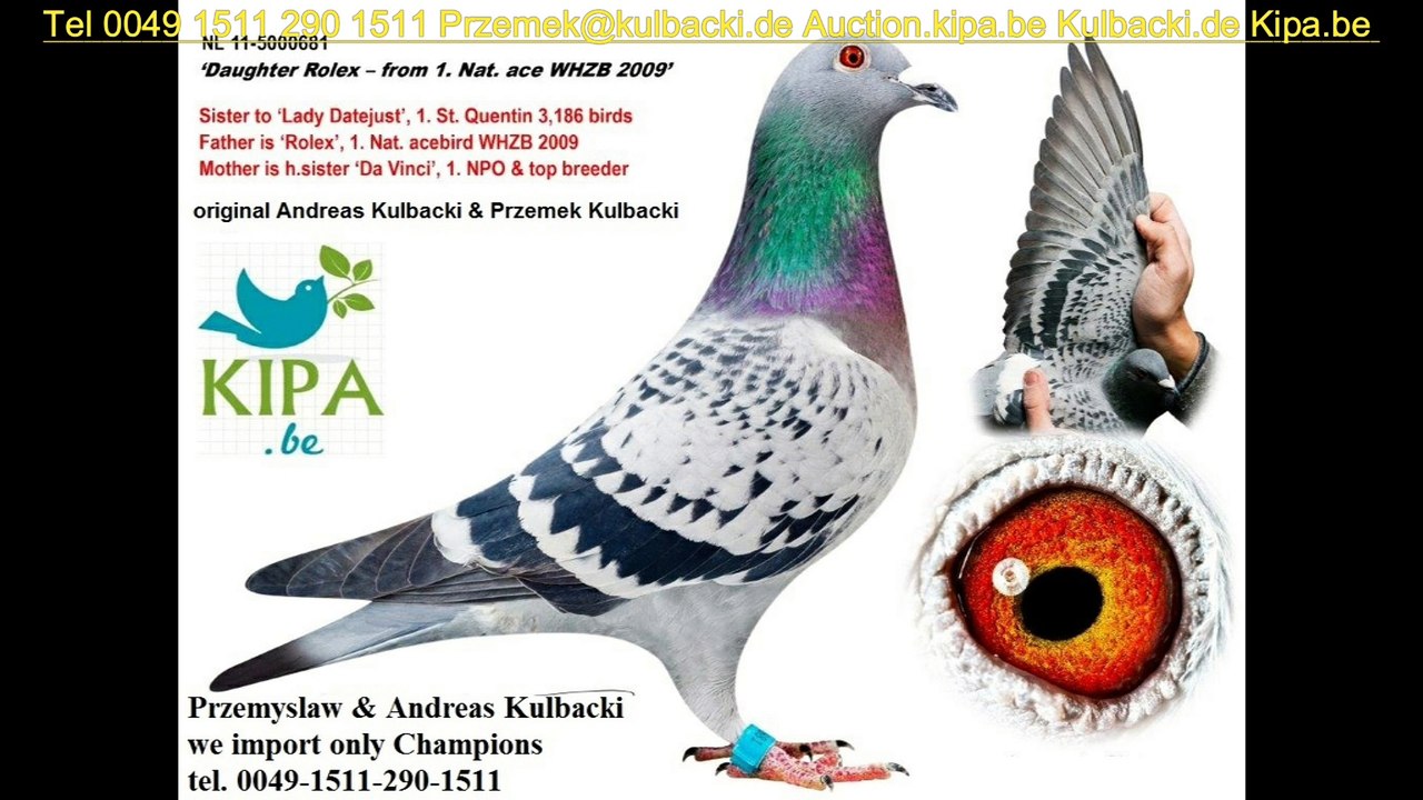 Hen For Sale Na Sprzedaz Dolce Still Novo X Daughter of Rolex