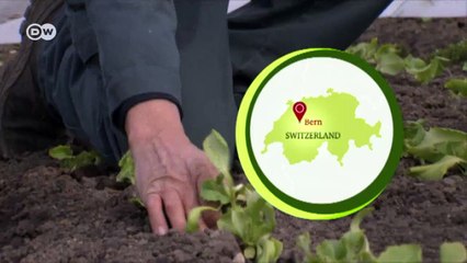 Shooting crows in Switzerland | Eco-at-Africa