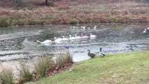 Un cygne fait le brise-glace pour sa famille