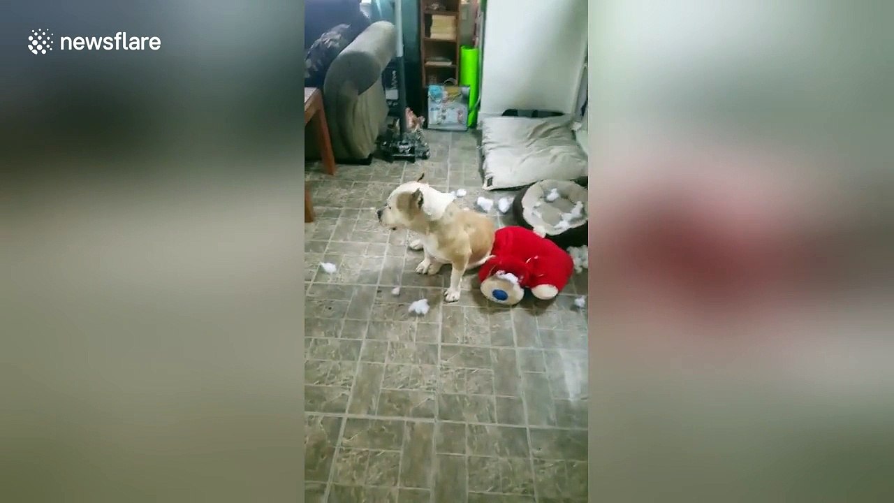 This dog looks extremely guilty