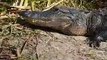 Floride: Un alligator grimpe à bord d'un bateau de touristes complètement effrayé