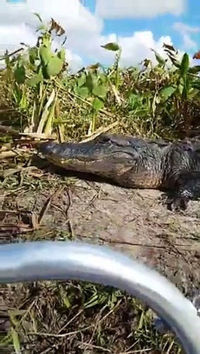 Floride: Un alligator grimpe à bord d'un bateau de touristes complètement effrayé