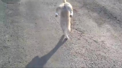 avete mai visto un gatto camminare in questo modo?