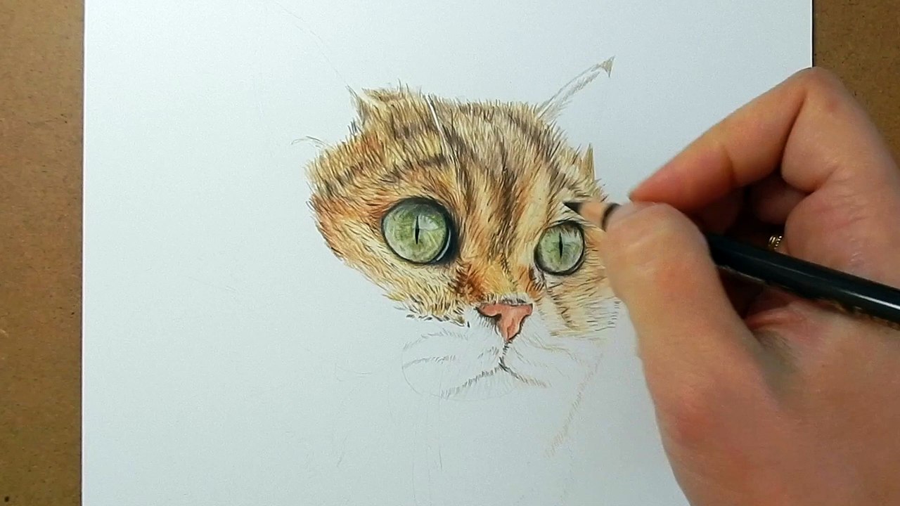 Drawing a realistic cat 