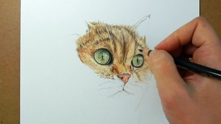 How to draw realistic cat fur with colored pencils | Emmy Kalia