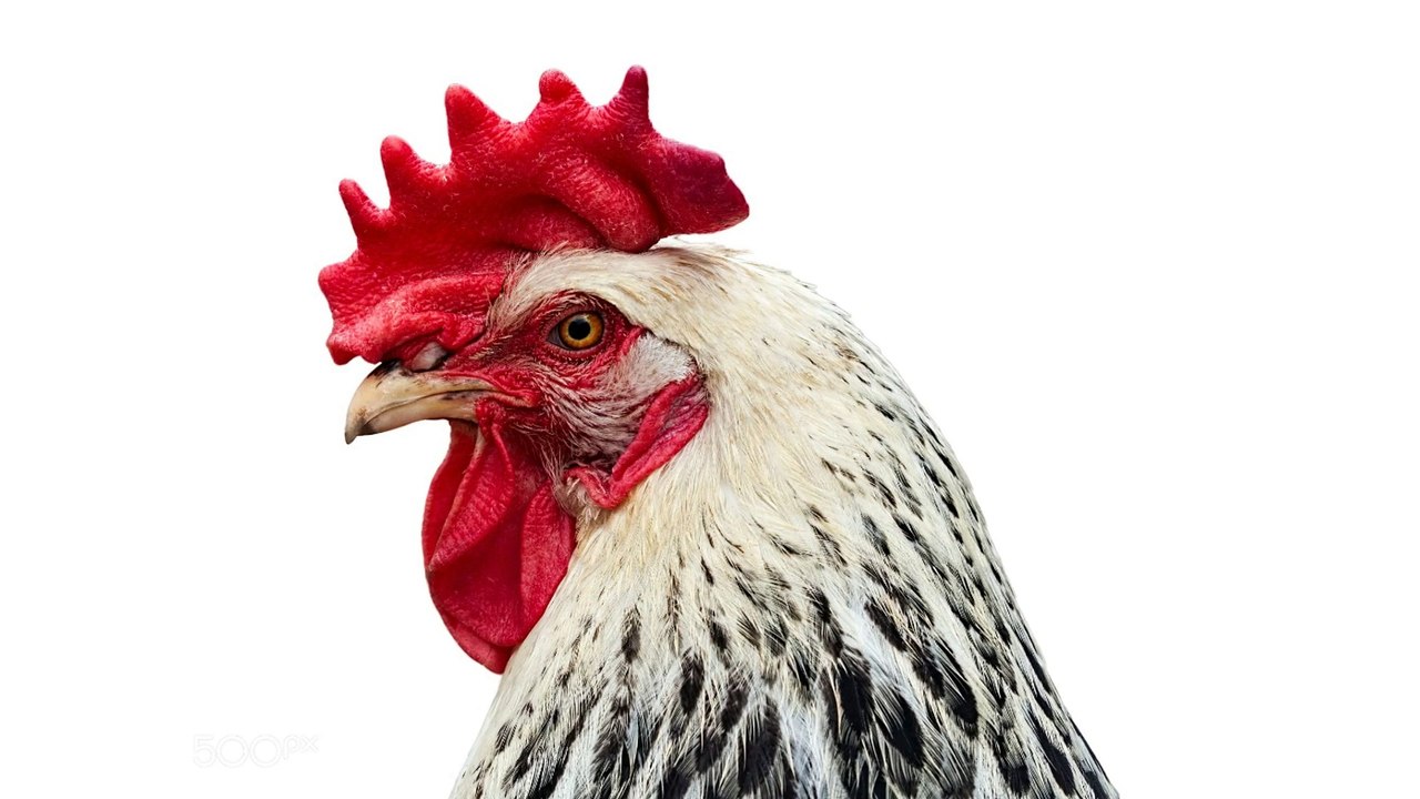 CİVCİV ÜRETİMİ VE KULUÇKA MAKİNASI