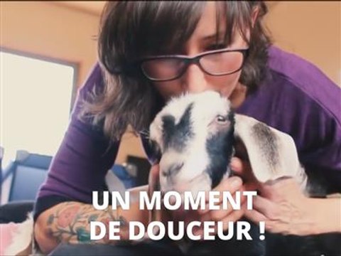 Des petites chèvres chouchoutées comme des reines !