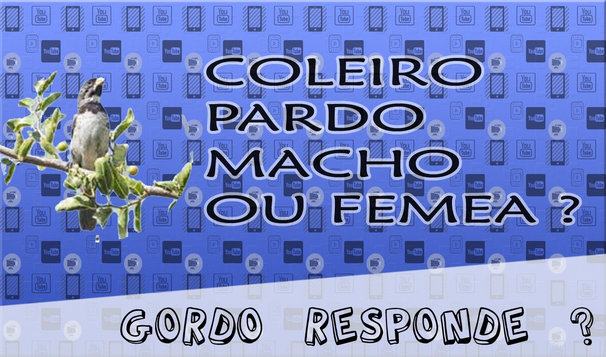 COLEIRO PARDO E MACHO OU FEMEA