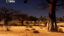 Lions Fight To The DEATH - Africas Dry Savannah - Wildlife Documentary