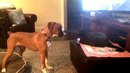 Cute Boxer Puppy V.S. Cat - FUNNY EPIC FAIL - 720P HD