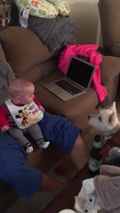 Baby boy thinks his dog is absolutely hilarious!