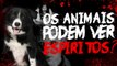 Os animais podem ver espíritos?