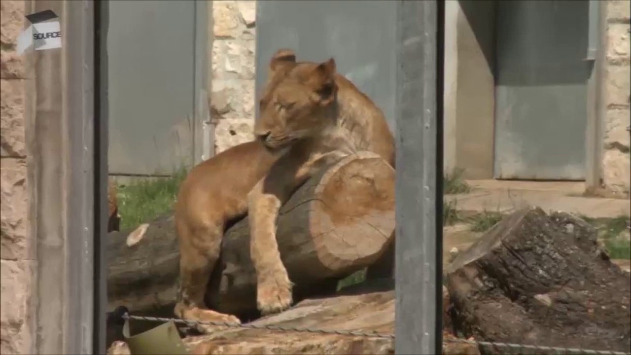ZOO Pionirska dolina Sarajevo, maj 2016.