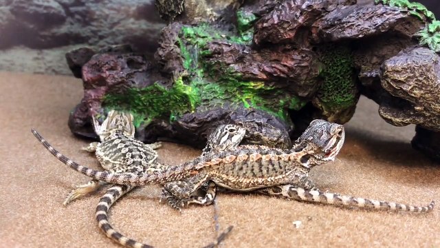 Baby Bearded Dragon Lizards Reptiles at Petco Store Pet Shop ~ Lizard Licks