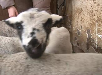 Na seoskom imanju porodice Pantelić u Zlotu, 26. januar 2017. (RTV Bor)