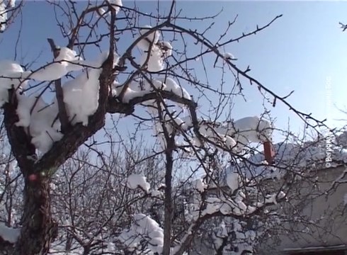 Veliko interesovanje za podizanje zasada voćaka, 26. januar 2017. (RTV Bor)