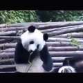Панда чихает без остановки)))