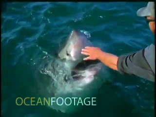 Fazendo carinho em tubarão