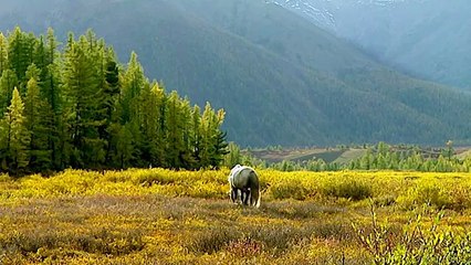The Heirs of Genghis Khan - Now in High Quality! (Full Documentary)