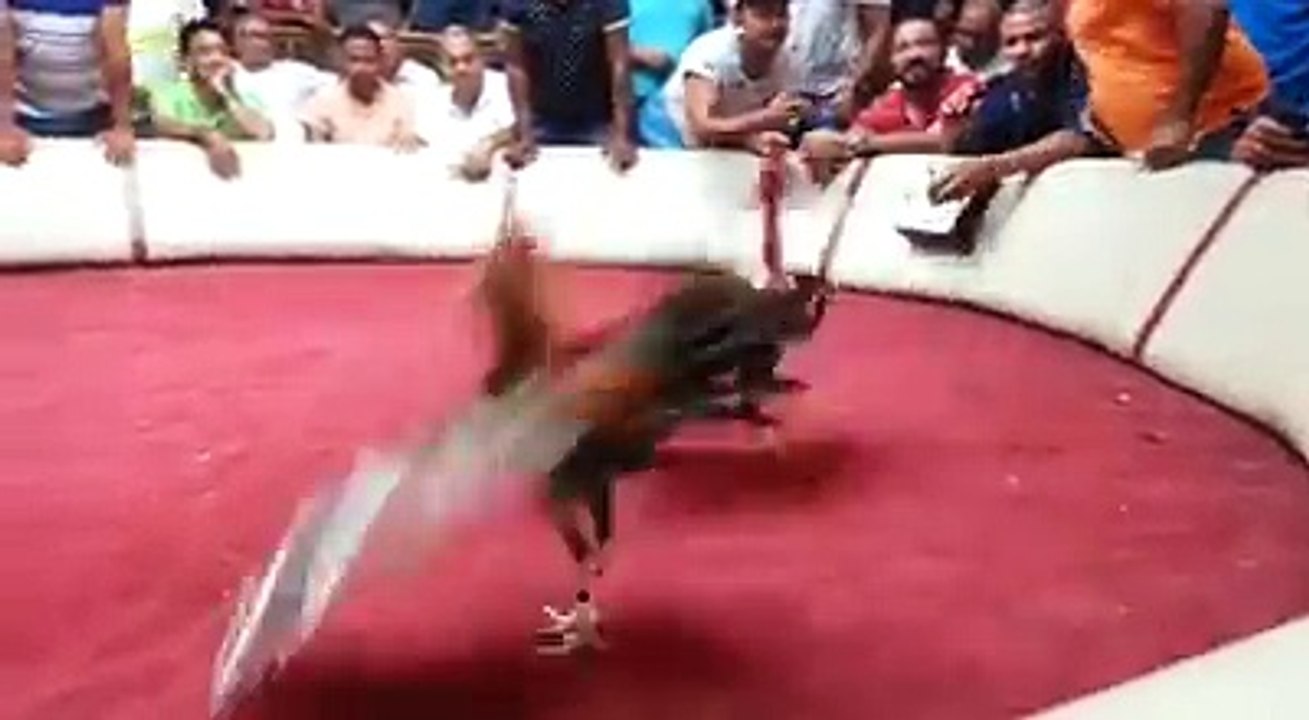 Que Opina Usted de Este GALLO Japonés ? Padre Luis Dominguez Madre Franklin Hernandez !!