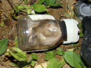 realidade cruel - quem sabe um dia