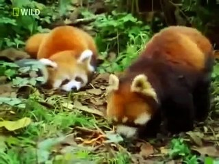 Бутан Последняя Шангри Ла Первозданная Природа! National Geographic