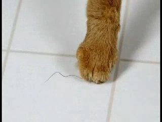 Harry The Dancing Hair - Cat Dance