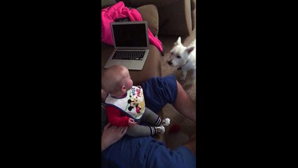 Un bébé trouve son chien très drôle !