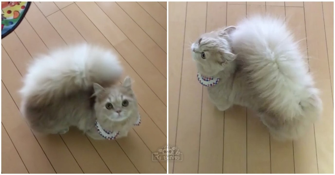 Conhece Bell... uma gata que tem uma cauda tão felpuda que mais parece a de um esquilo!