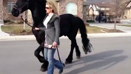 Horse Chal- ‪Beautiful ♥Tag Your Friends ♥