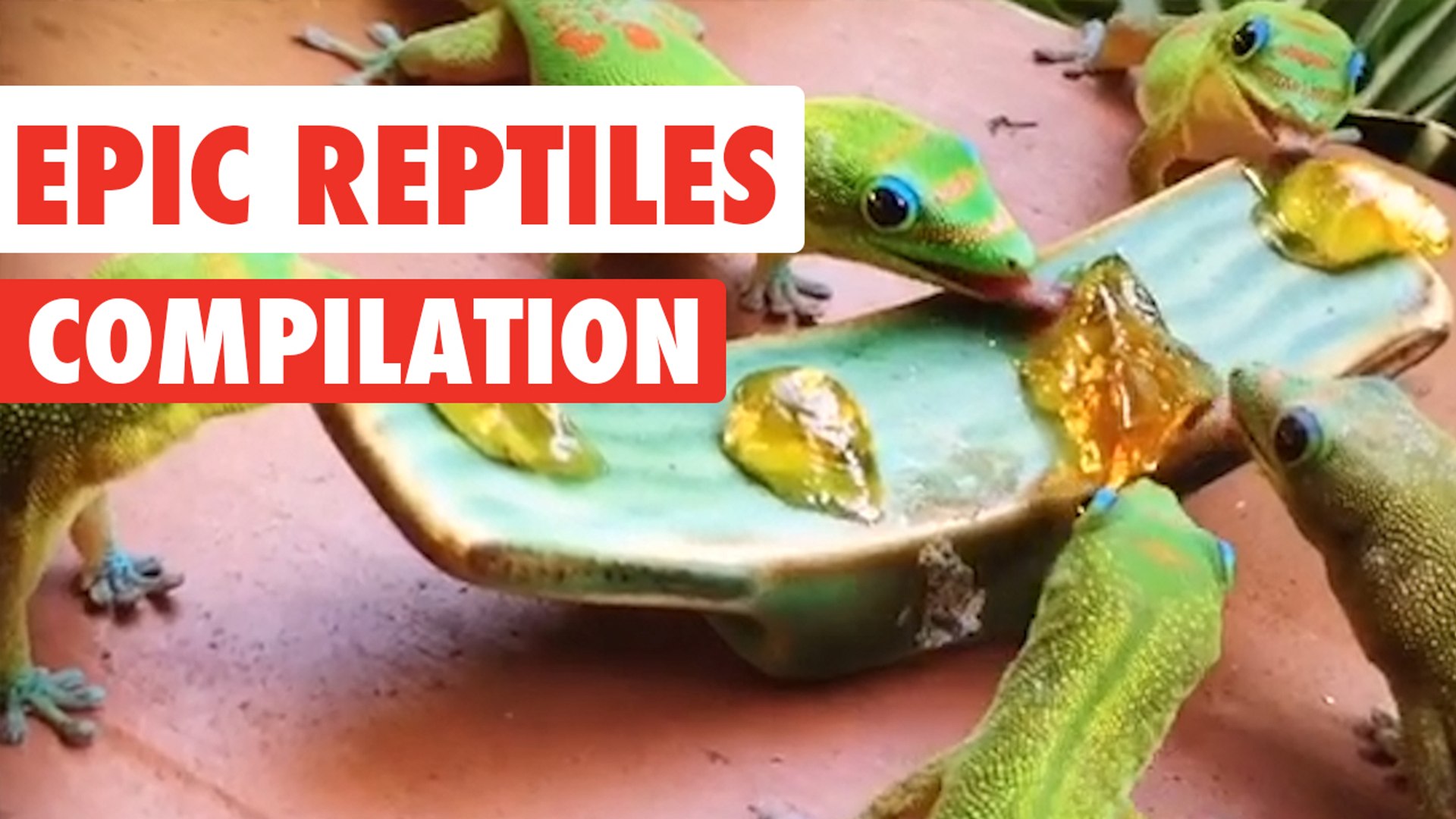 Epic Reptiles Video Compilation 2017