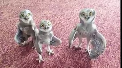 Corujas Louconas