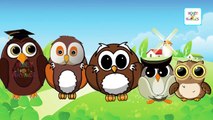 Finger Family owl Cartoon Family Nursery Rhymes | Finger Family Birds | Daddy Finger Rhymes
