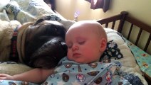 Dog Snores Lulliby For Baby