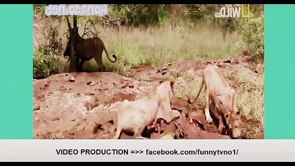 أخطر وثائقي_عندما يثور الملك_ أخطر هجمات الأسود HD!!!