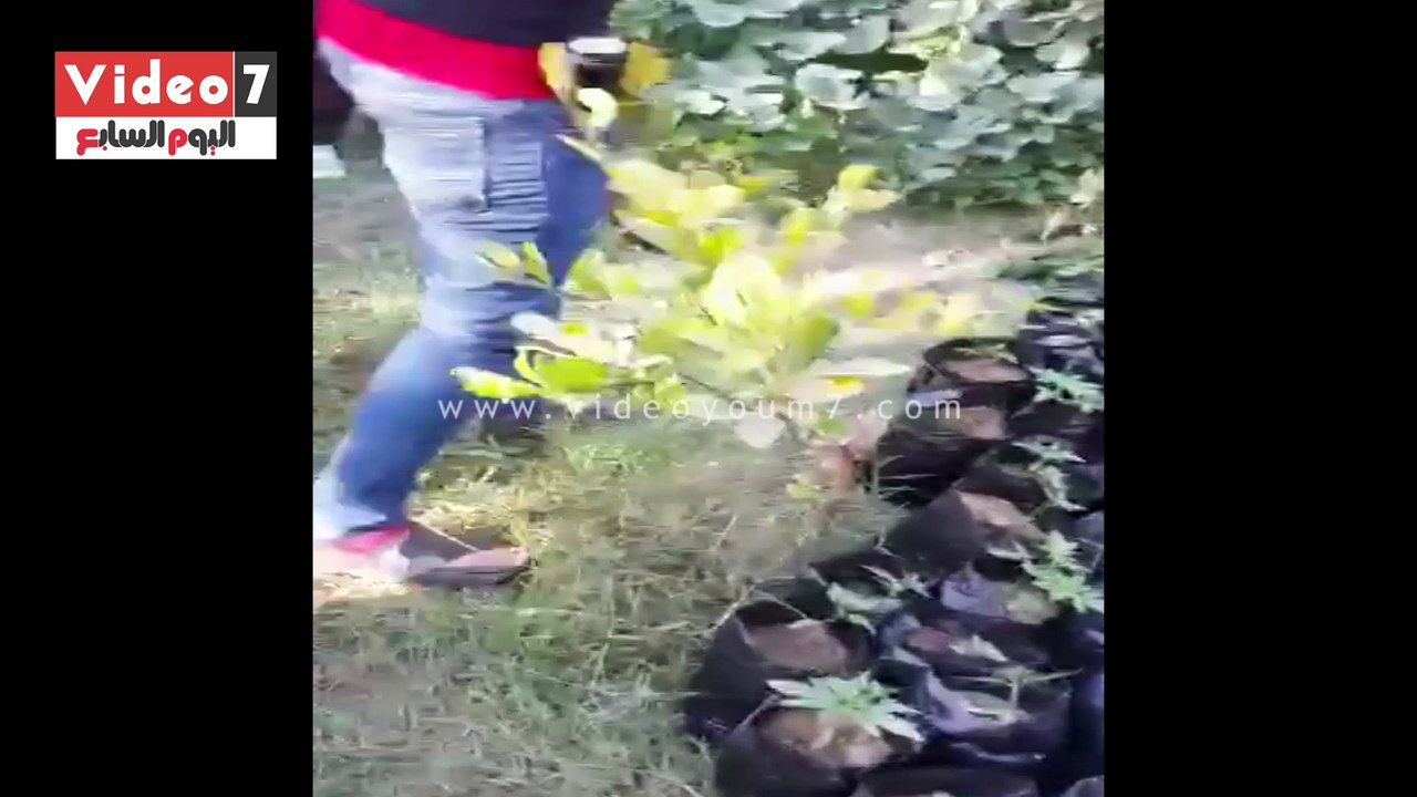 العثور على مزرعة بانجو فى قرية العركى بقنا