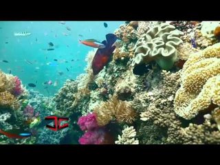 Grupo de clavadistas viajan para saltar en libertad y al filo del peligro