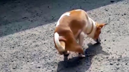Pour s'exercer, cet étudiant en chirurgie ampute les pattes arrières d'un chien