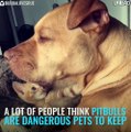 This aggressive and extremely dangerous pit bull...