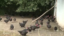 Grippe aviaire : Mesures de sécurité renforcées (Vendée)