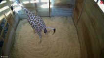 A giraffe is seen giving birth at a US zoo