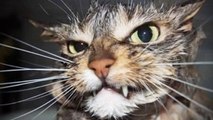 CATS vs BATHTUBS [Trip Burger Pets]