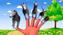 Finger Family || ZEBRA GROUP ATTACK ON STAGS version || Funny Finger Family song