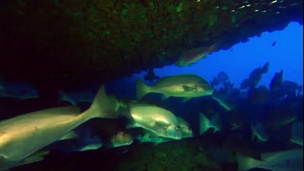 Avant le déluge - Leonardo DiCaprio